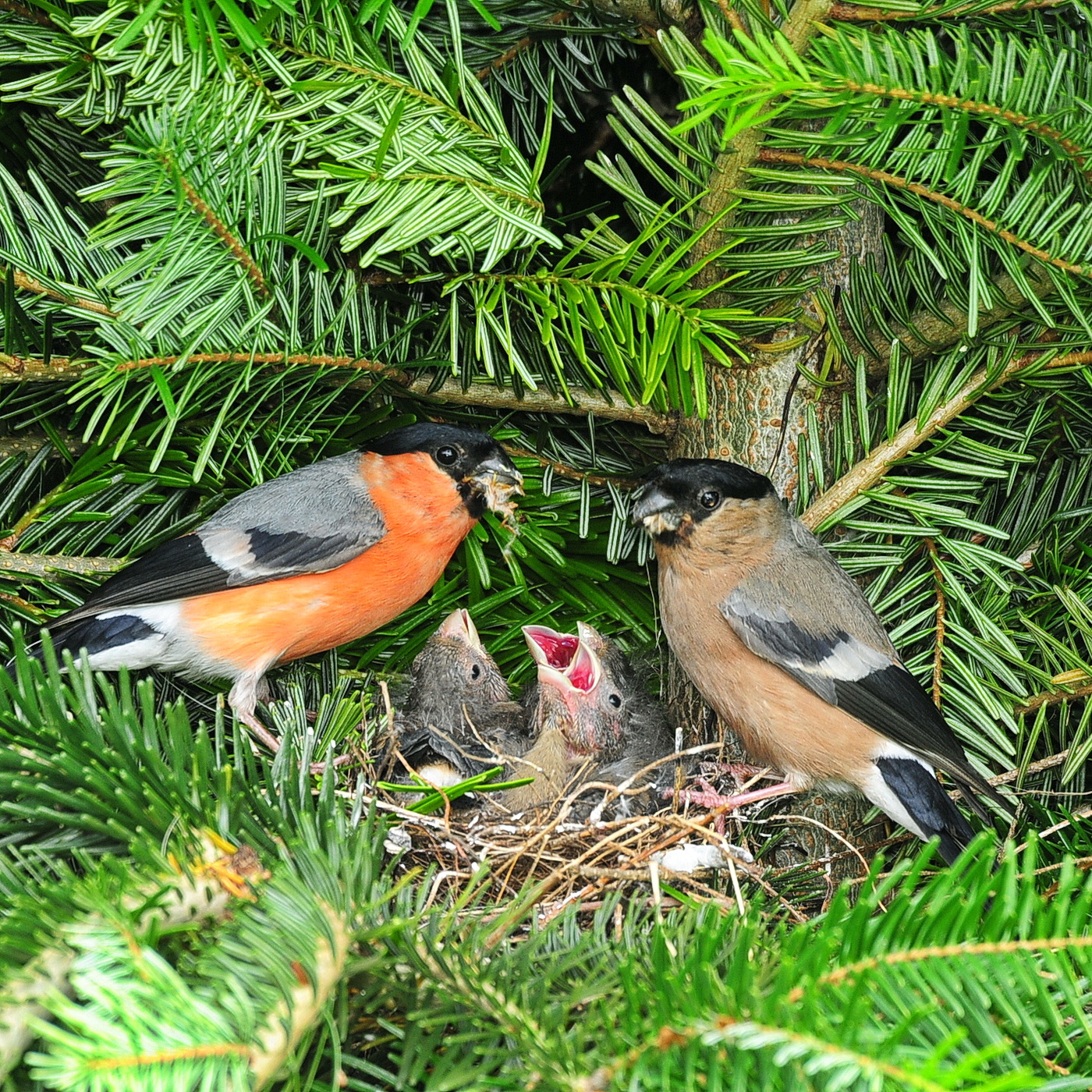 Weihnachtsbaumkultur - ein Paradies für Singvögel!