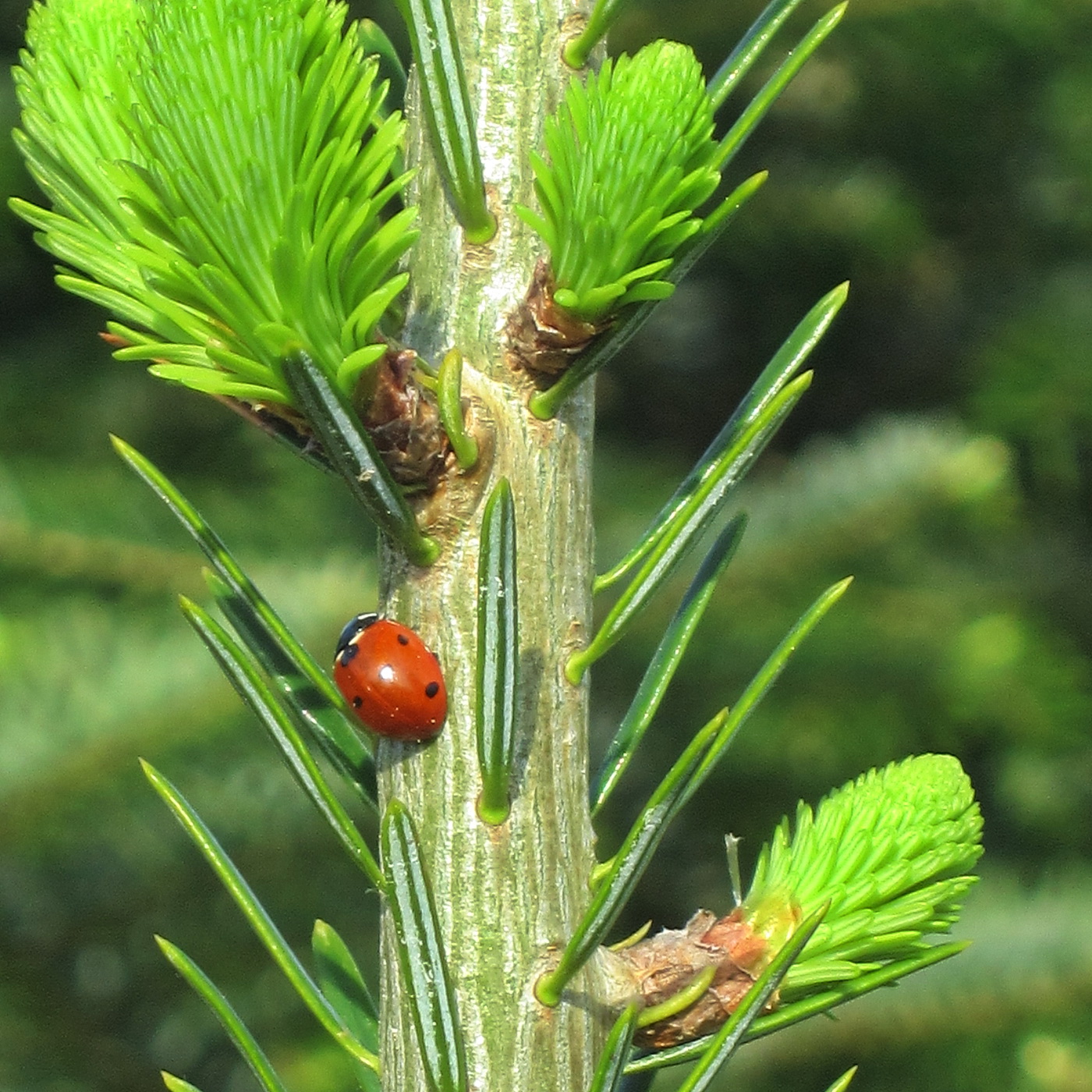 Weihnachtsbaumkultur - Lebensraum für Insekten
